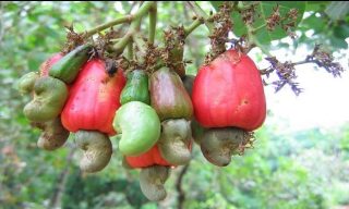 ‘Nigeria earned N144.7bn from cashew exports in 2017’ 1