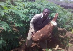 30kg-cassava-production-2