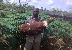30kg-cassava-production