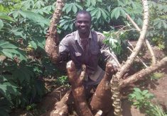30kg-cassava-production-3