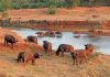 Buffalo-on-the-Luvuvhu-Rive agricbusiness
