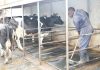 Dairy-farming-in-Kenya