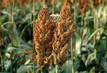 Ever-considered-sorghum