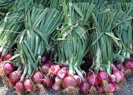 Farming-Onions