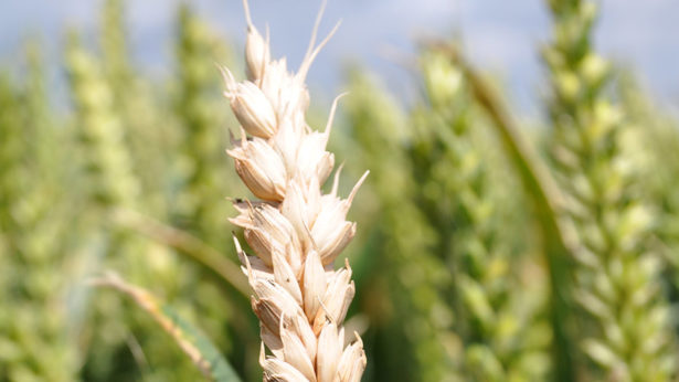 Showers may raise threat to wheat crops from diseases and pests 1