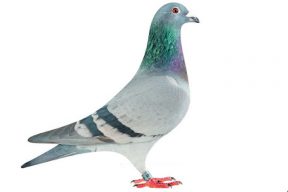 How to be successful at pigeon racing 1