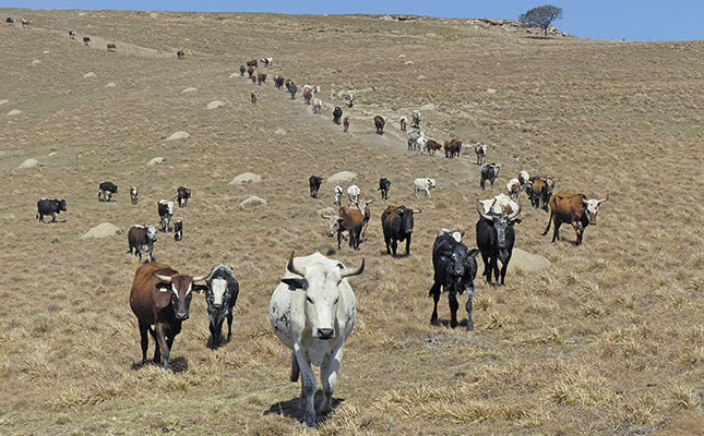 Profiting-from-indigenous-livestock