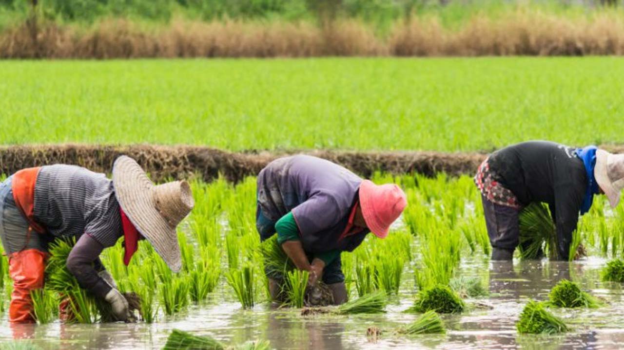 Rice-farmers