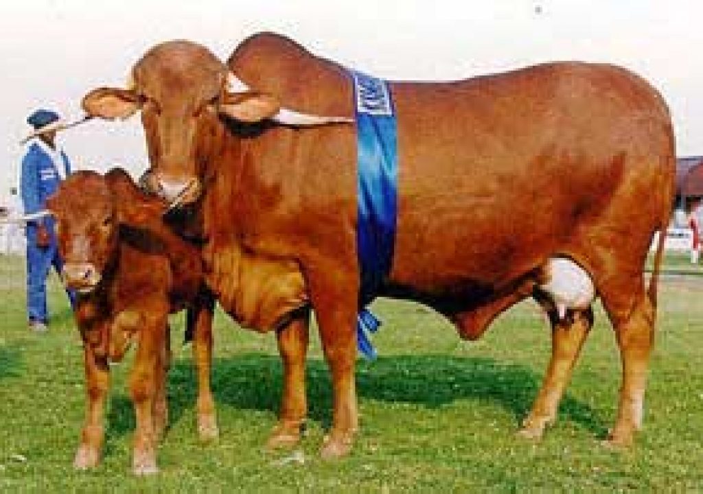 Breeds of Livestock - Africander Cattle 1