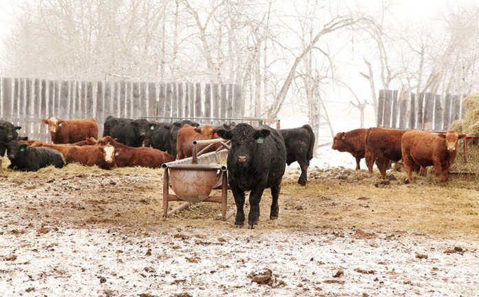 angus-cattle-in-winter