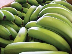 fruits bananas