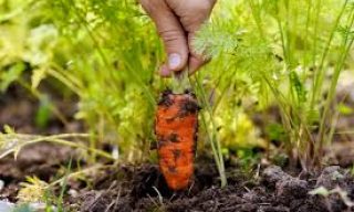 Planting, Growing, and Harvesting Carrots 1