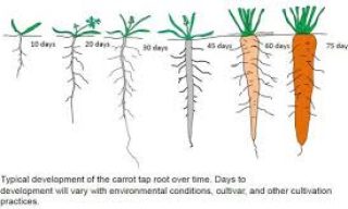 Planting, Growing, and Harvesting Carrots 2