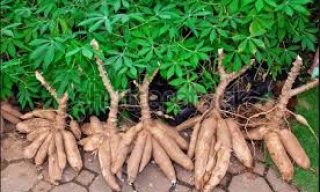 Agency raises alarm over two emerging cassava diseases 1