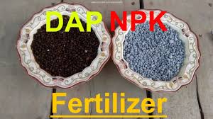 NPK vs DAP: which is the best fertilizer 3