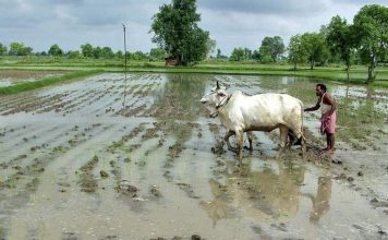 heavy-farmer-ploughs-rainfall-mathura