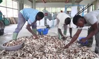 Utilization of cassava in nonruminant livestock feeds 13