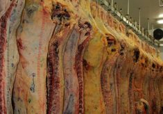 meat-carcass-696×432