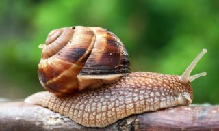 Cone snail’s deadly venom provides better medicines 1