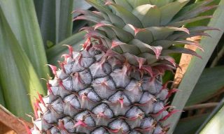 Bromeliads- Pineapple plants 3