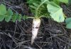 root crops