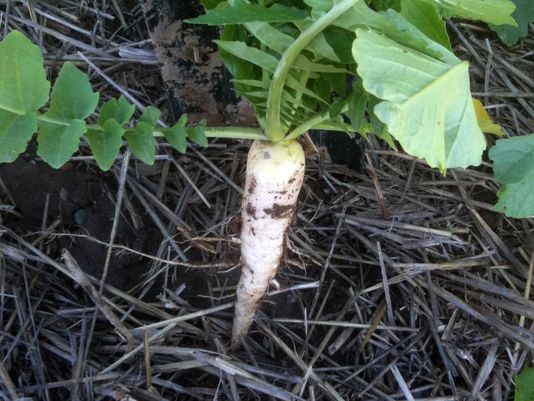 root crops